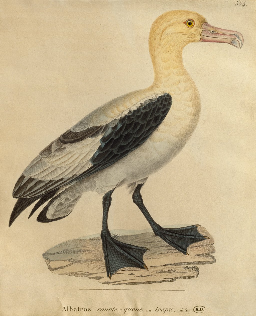 Albatros met een korte staart (kleurgravure) door Paul Louis Oudart