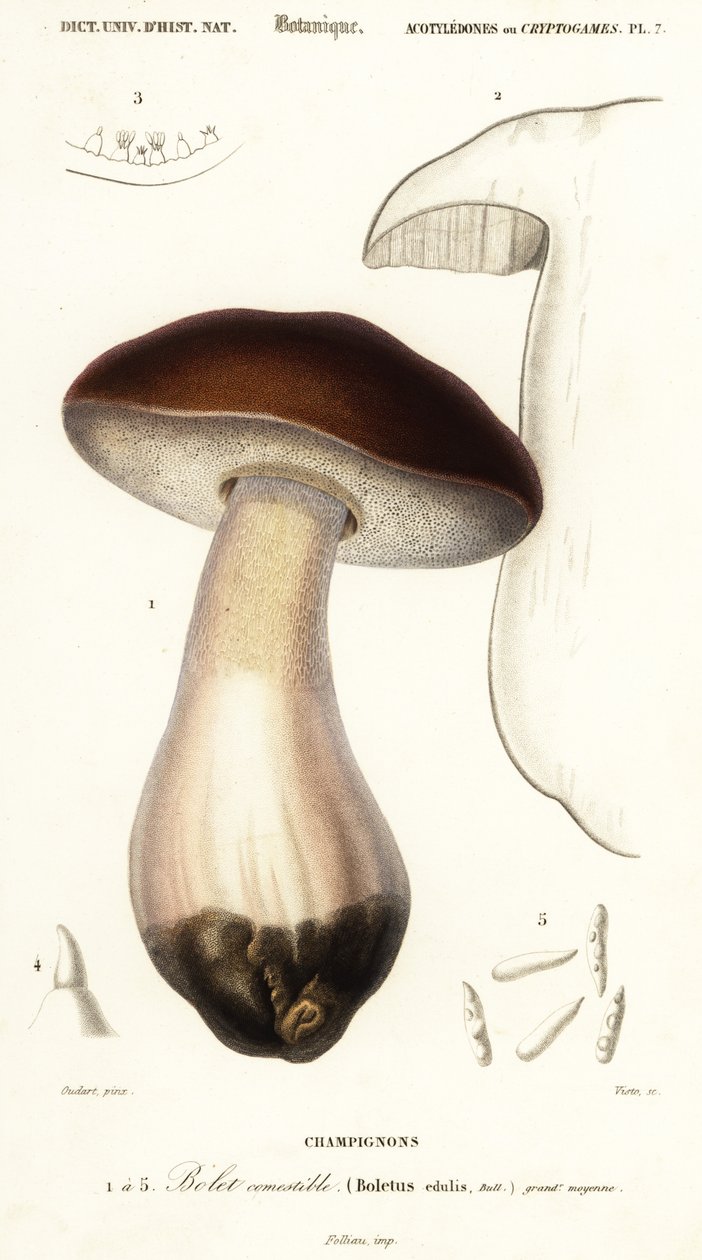 Eekhoorntjesbrood, Boletus edulis, 1849 (gravure) door Paul Louis Oudart