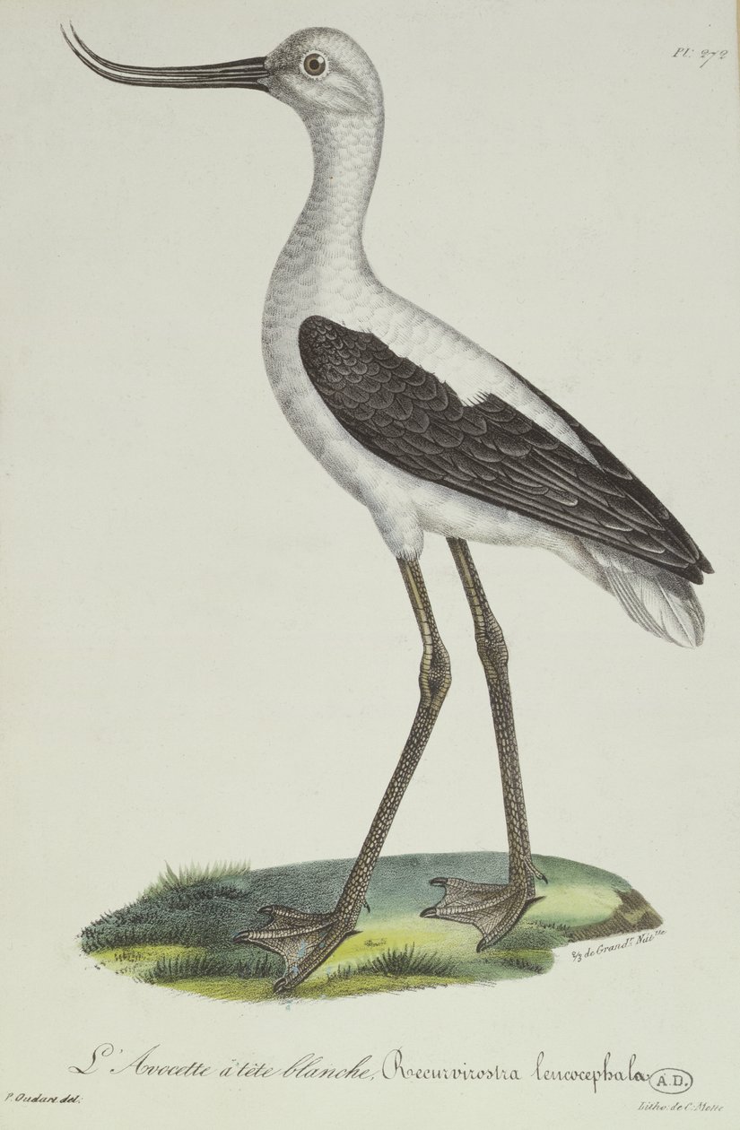 Witkopkluut, begin 19e eeuw (kleurgravure) door Paul Louis Oudart