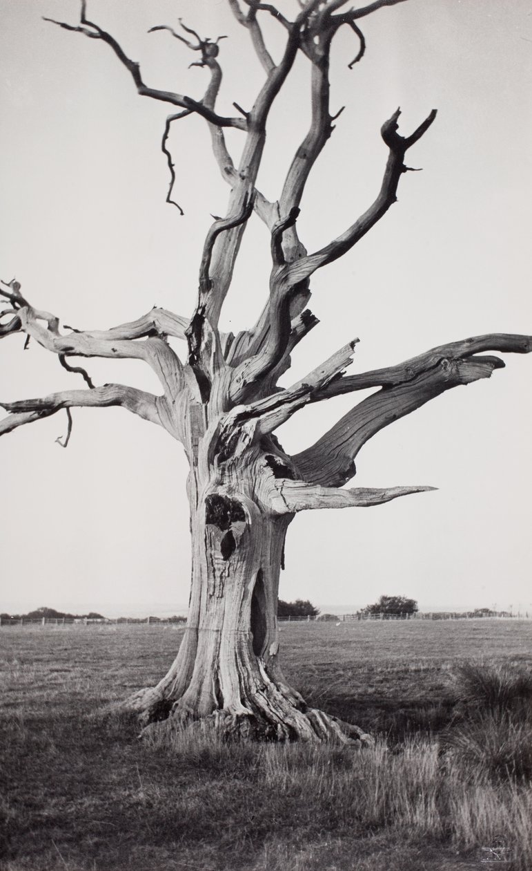 Dode boom, moeras door Paul Nash