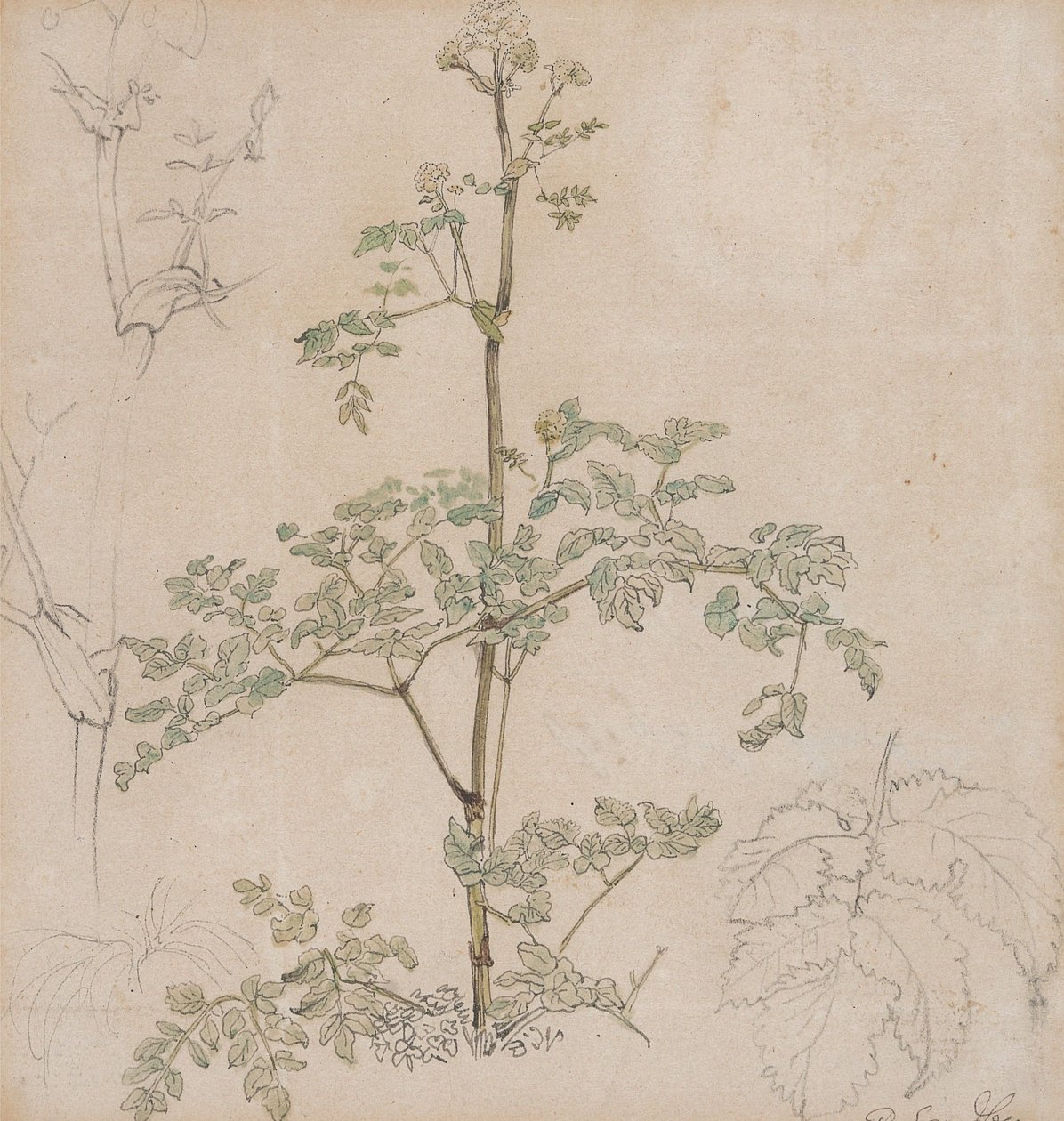 Studie van fluitenkruid door Paul Sandby
