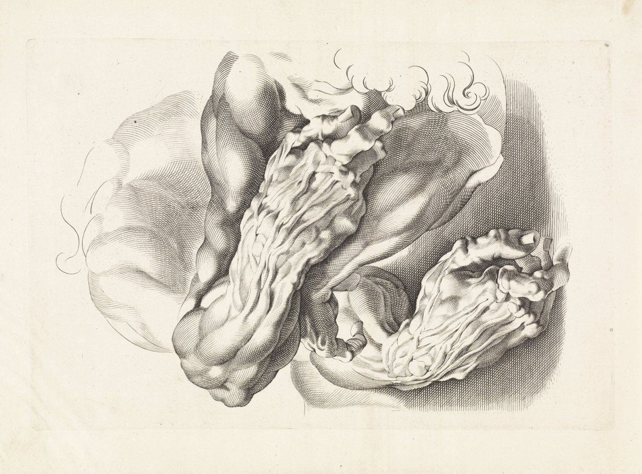 Anatomische studies van armen door Paulus Pontius