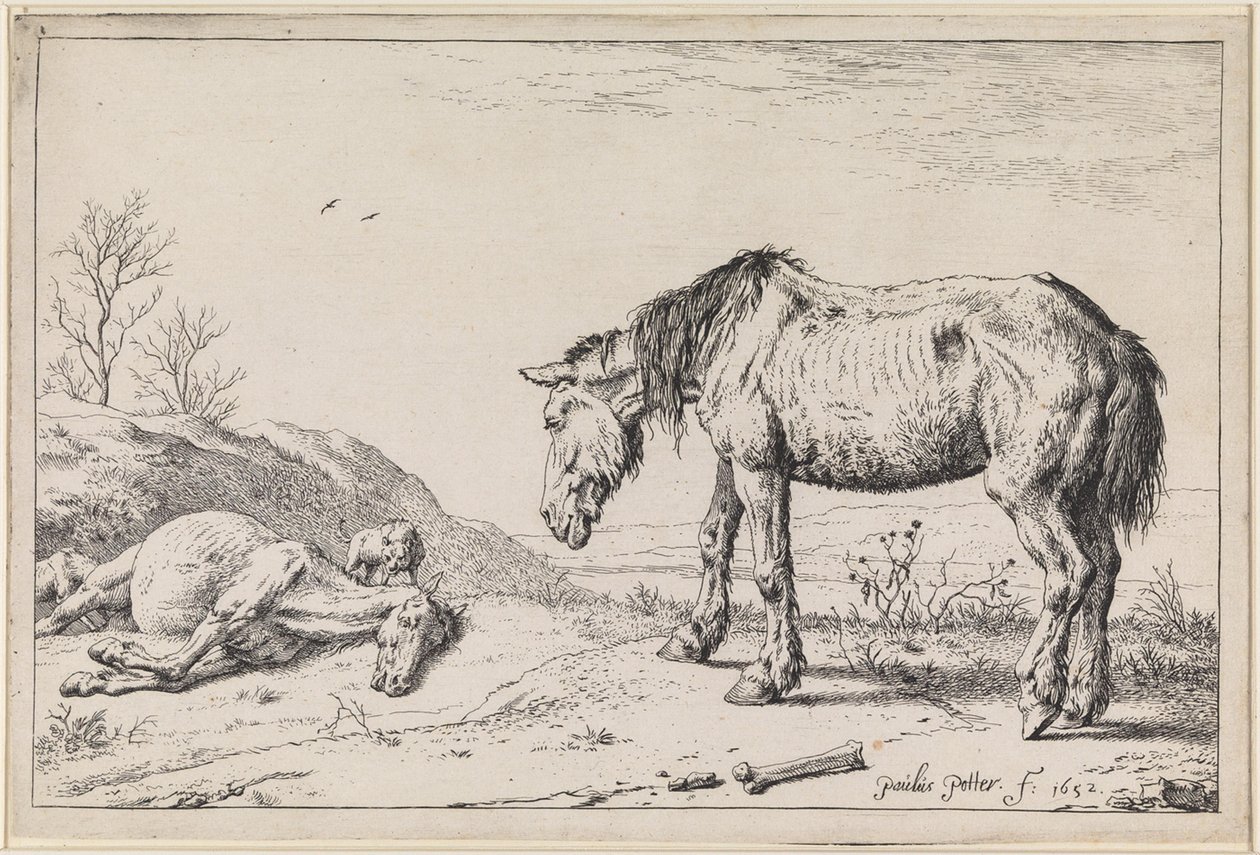 Afgeleefde paarden door Paulus Potter