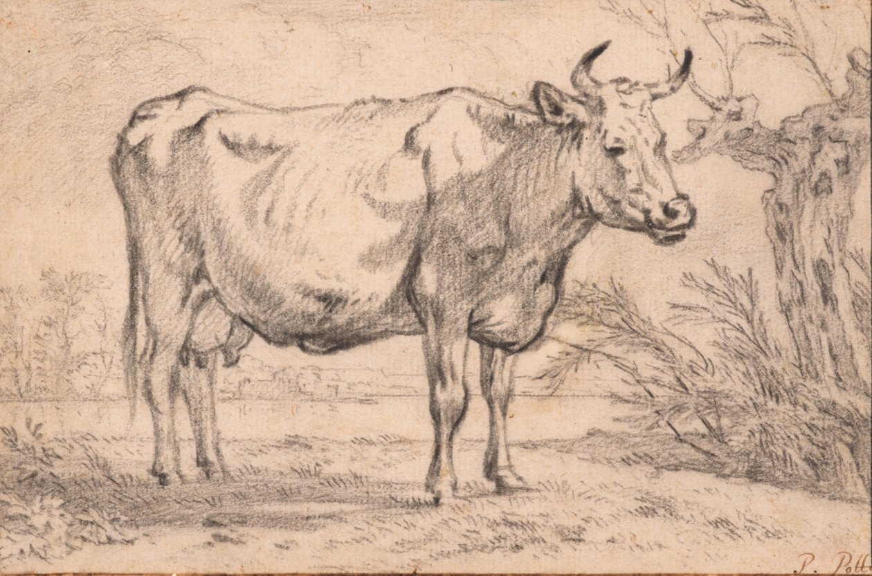 Een staande koe door Paulus Potter
