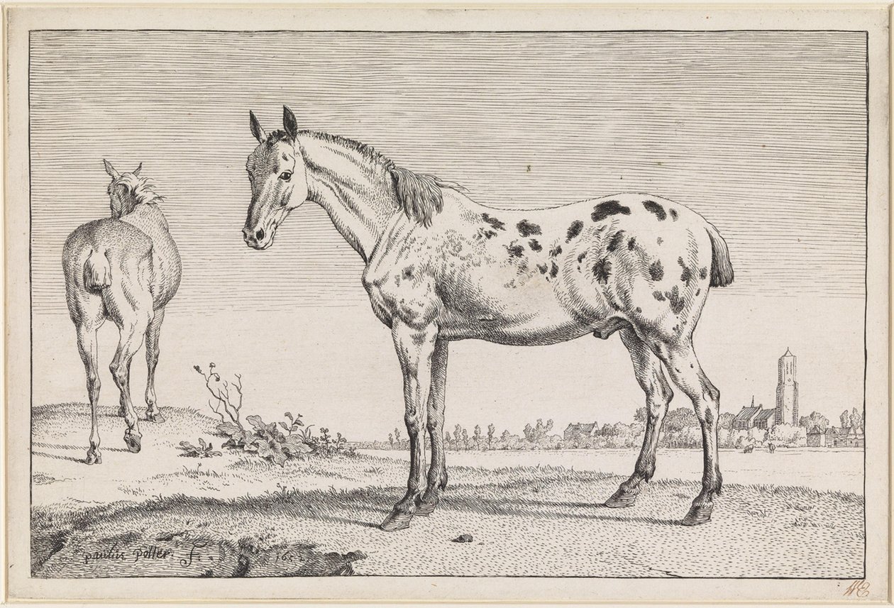 Het gecoupeerde paard door Paulus Potter