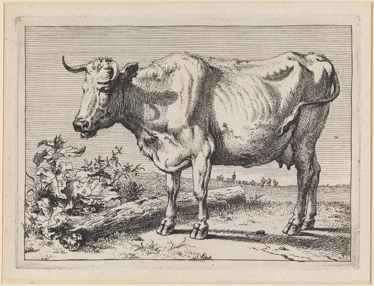 Koe met gedraaide hoorn door Paulus Potter
