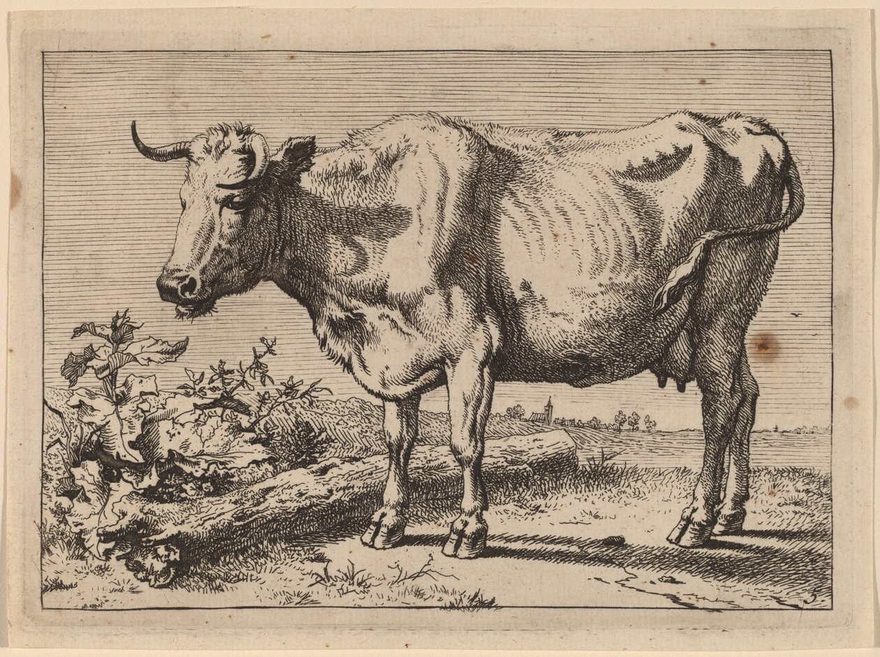 Staande Koe (Koe met een Gekreukte Hoorn) door Paulus Potter
