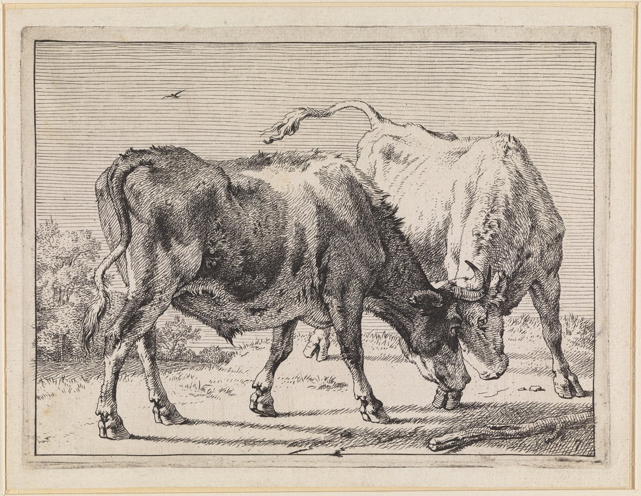 Twee vechtende ossen door Paulus Potter