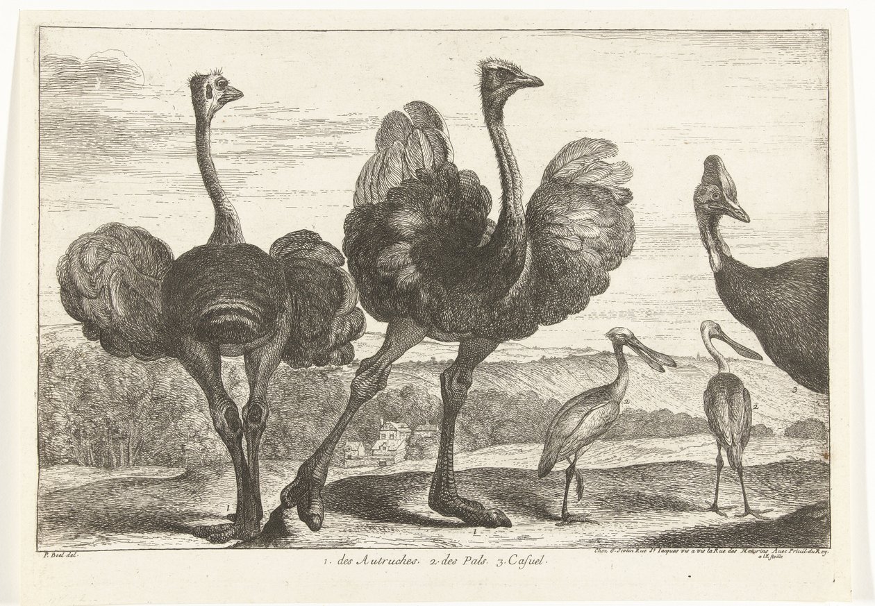 Struisvogels, kasuaris en lepelaar door Peeter Boel (attributed to)