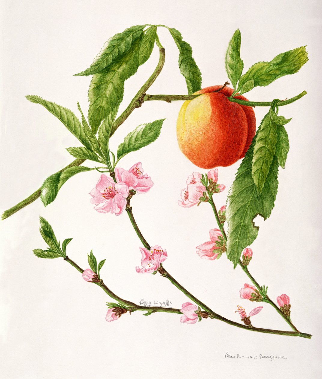 Peach var: Peregrine (watercolor) door Peggy Wyatt