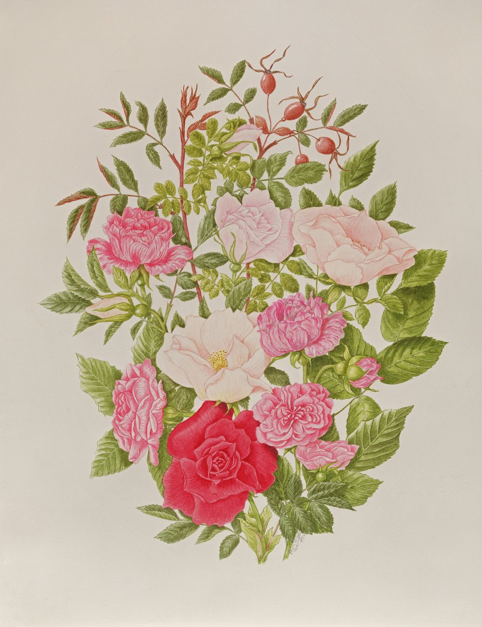 Diverse roze rozen (aquarel) door Peggy Wyatt