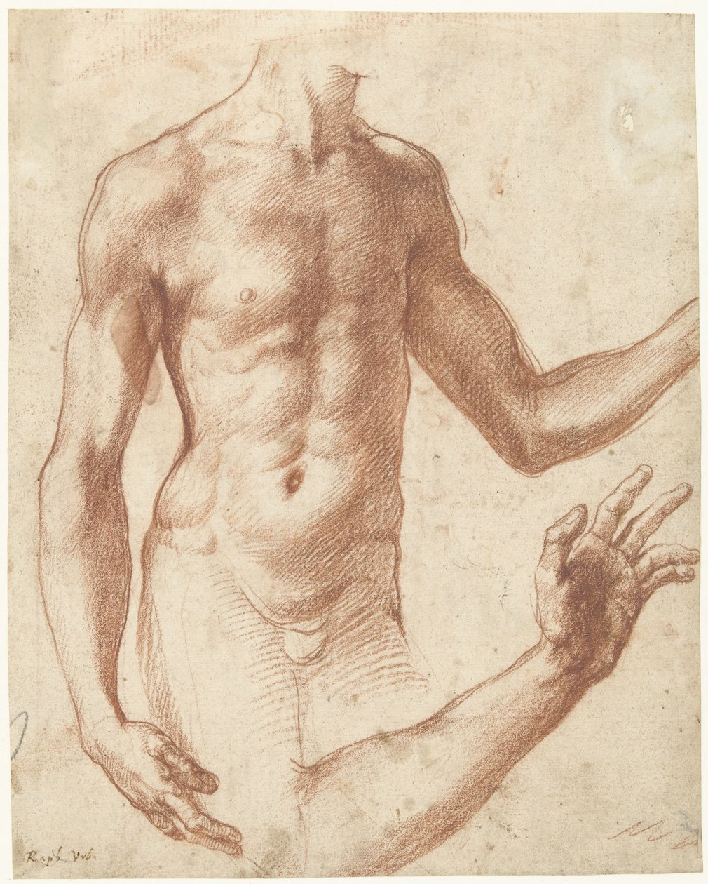 Studie van de torso van een jongeman door Perino del Vaga
