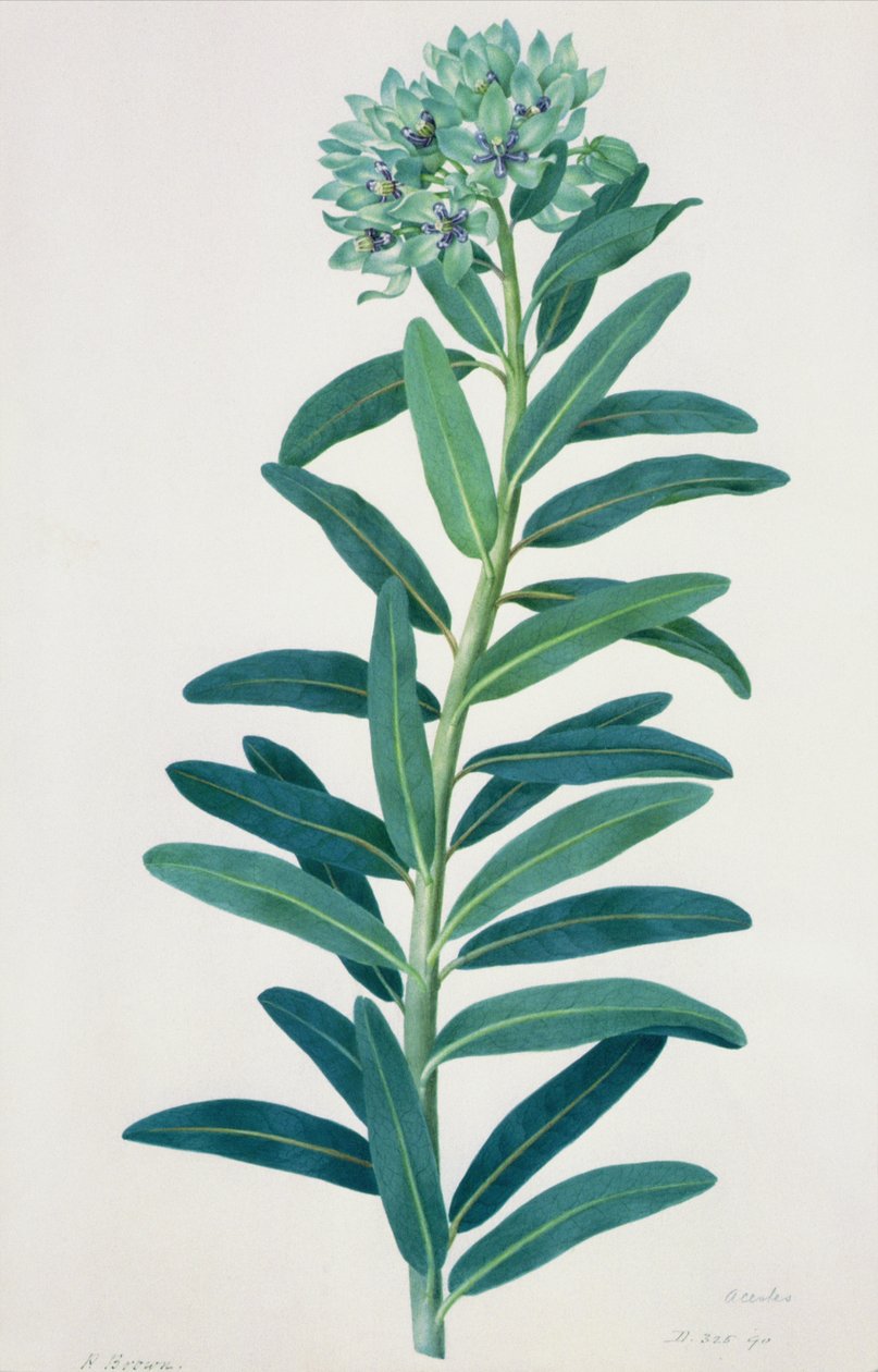 Gladiolen door Peter Brown