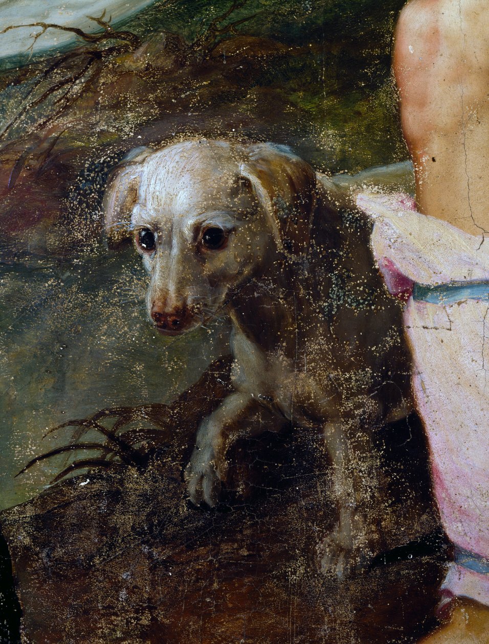 Hond (detail) door Peter Candid