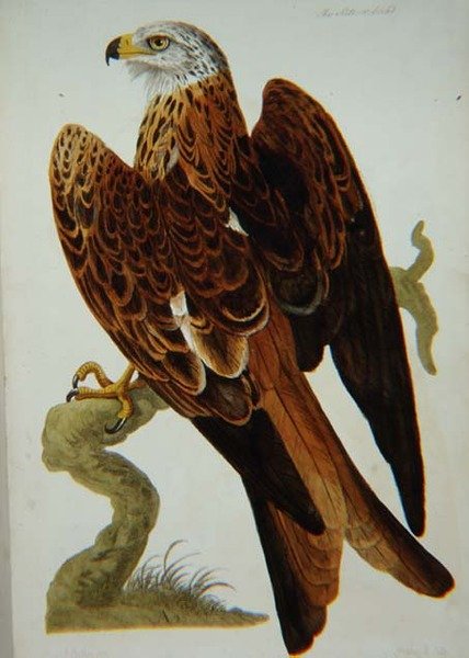 De Wouw (Milvus milvus) of Glead, plaat uit 
