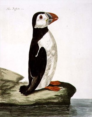 De papegaaiduiker (Fratercula arctica) plaat uit 