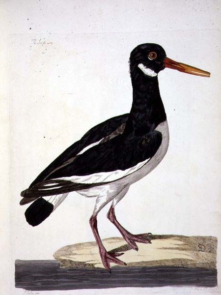 De scholekster (Haematopus ostralegus) plaat uit 