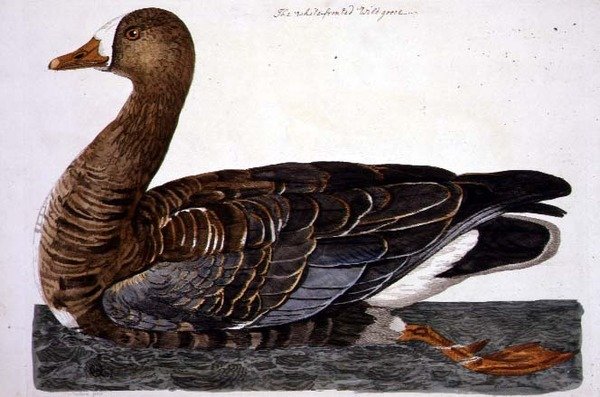 De witbuikgans (Anser albifrons) plaat uit 