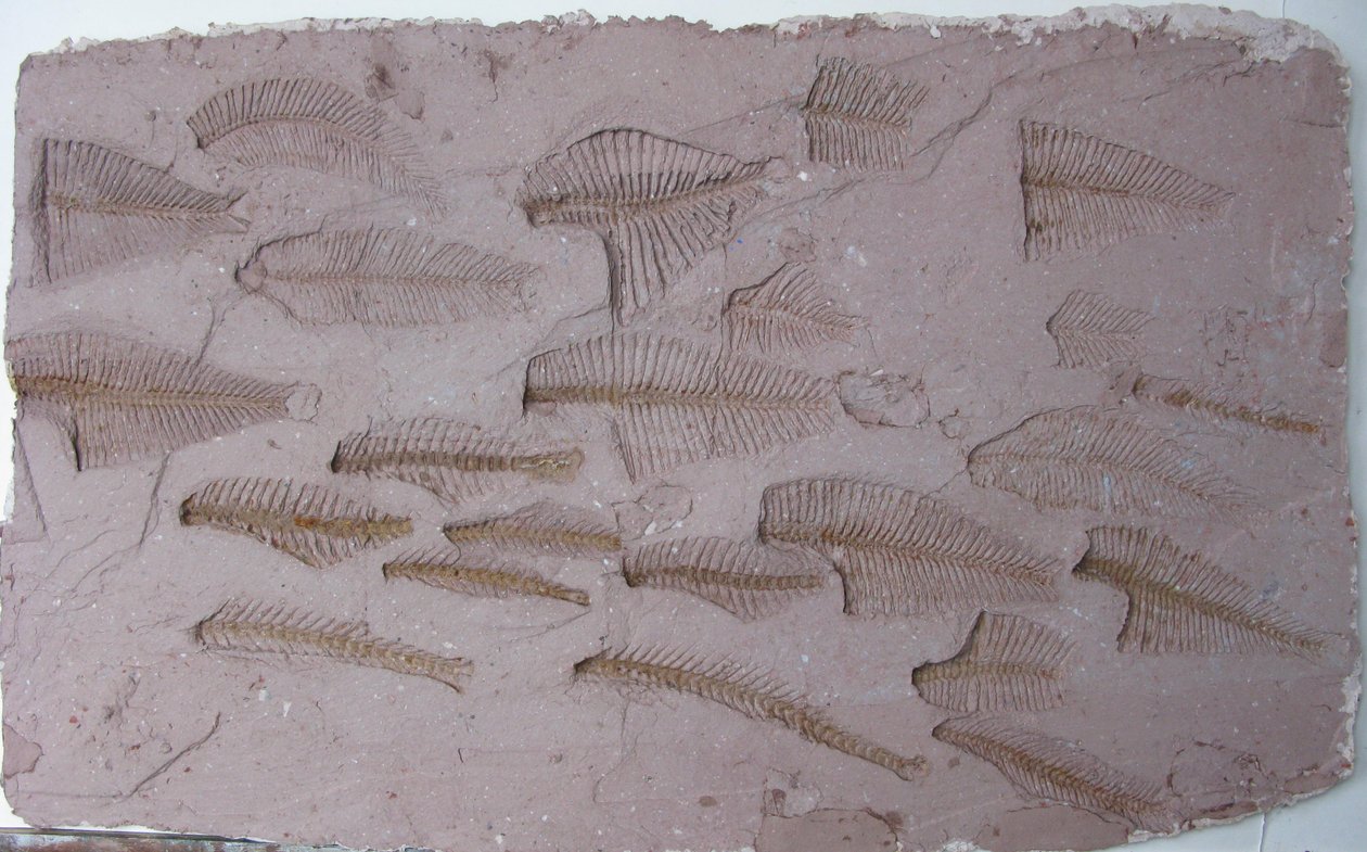 Shoal door Peter A Ford