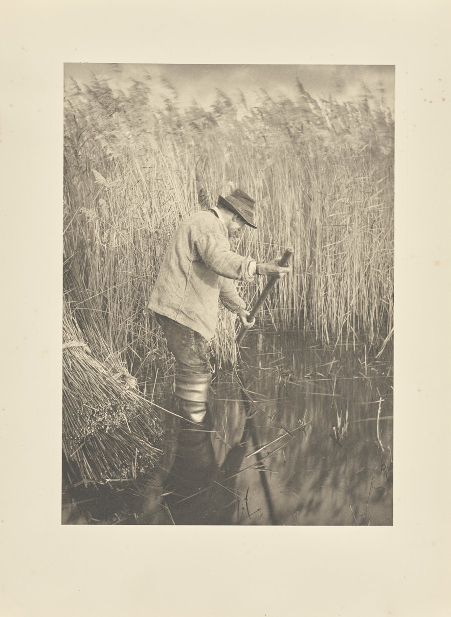 Een rietsnijder aan het werk door Peter Henry Emerson