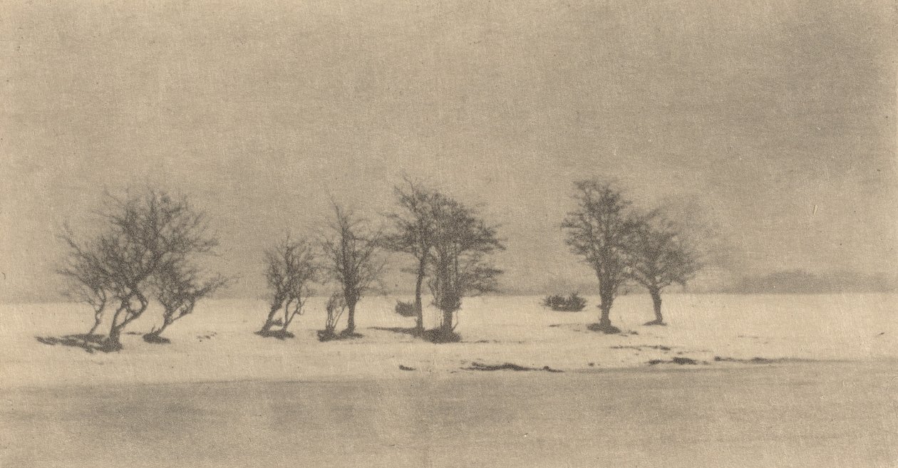 Knoestige doornbomen, ca. 1890, gedrukt ca. 1895 door Peter Henry Emerson