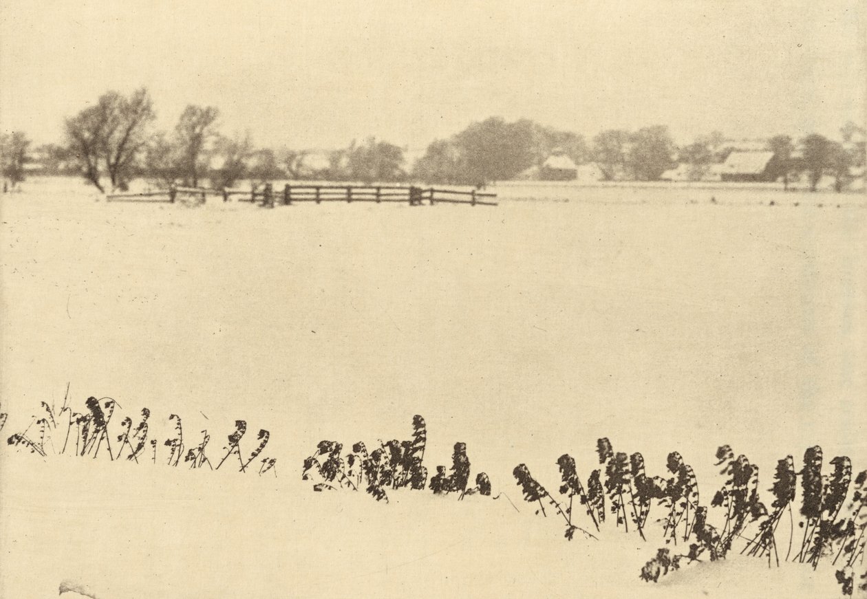 Moeraskruid,in of voor 1895 (foto) door Peter Henry Emerson