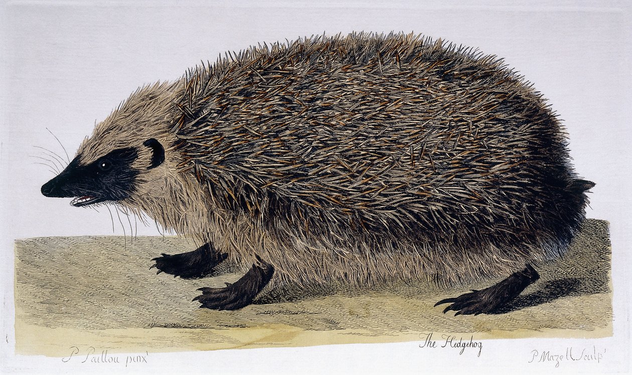 De egel, 1761-1766 door Peter Paillou