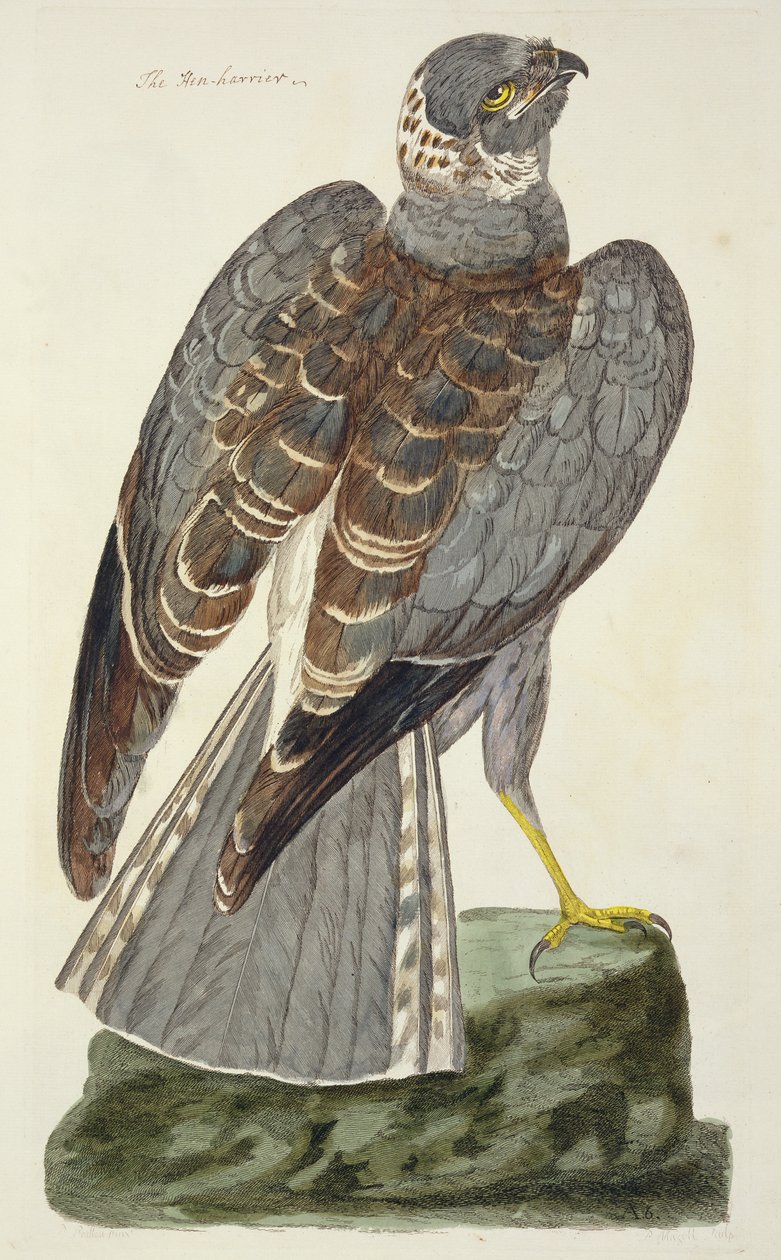 De Blauwe Kiekendief (Circus cyaneus) plaat uit 