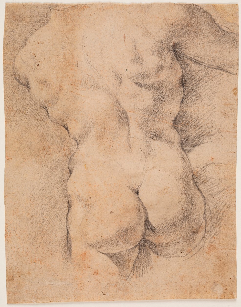 Mannelijke torso van achteren gezien door Peter Paul Rubens