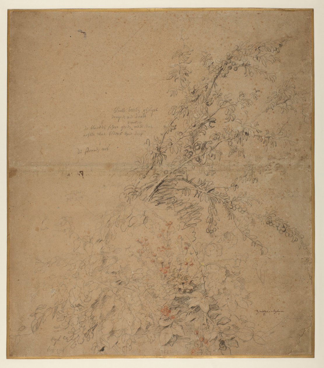 Studie van sleedoorn met braam en andere planten door Peter Paul Rubens