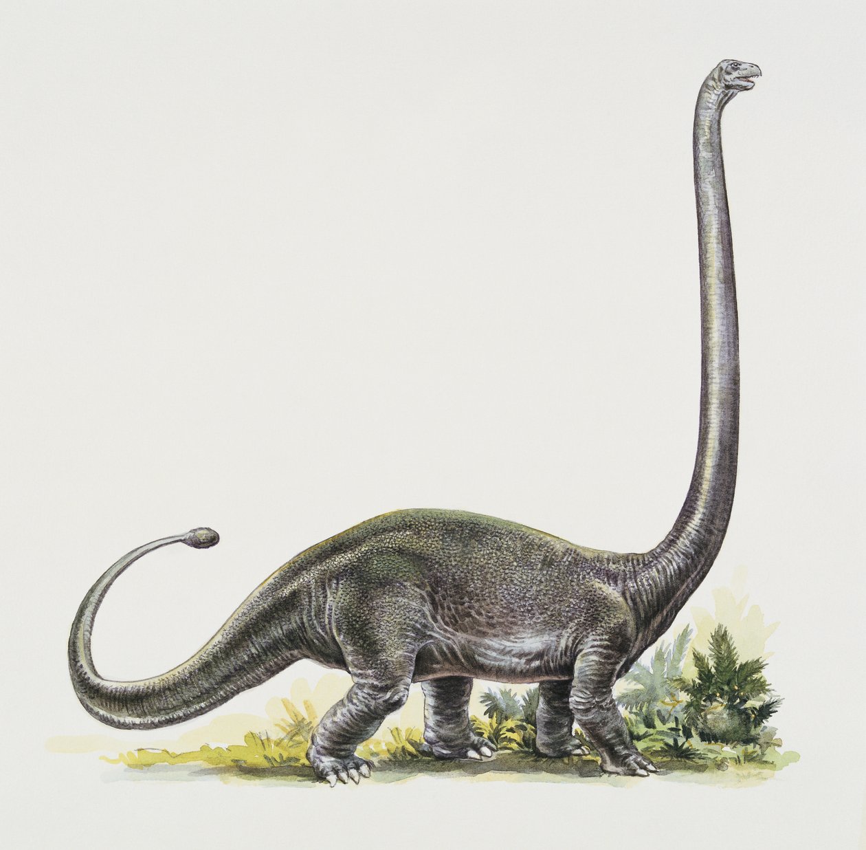 Zijprofiel van een omeisaurus
(foto) door Peter Ross