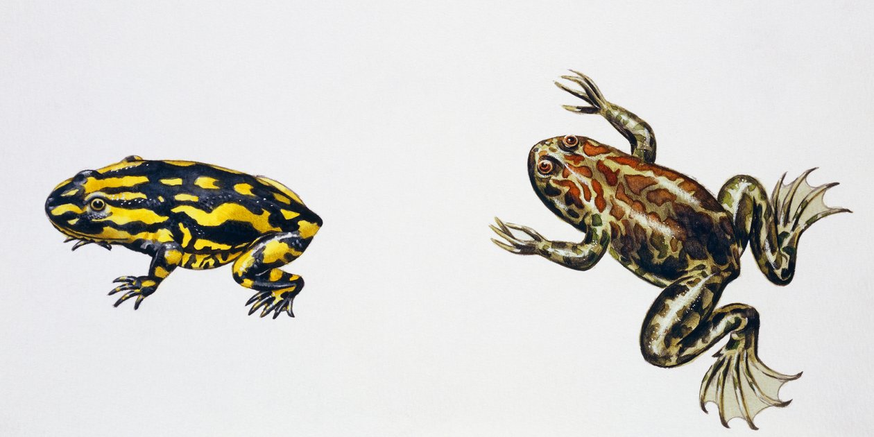 Triadobatrachus massinoti en Palaeobatrachus sp, Kunstwerk door Peter Ross
(foto) door Peter Ross