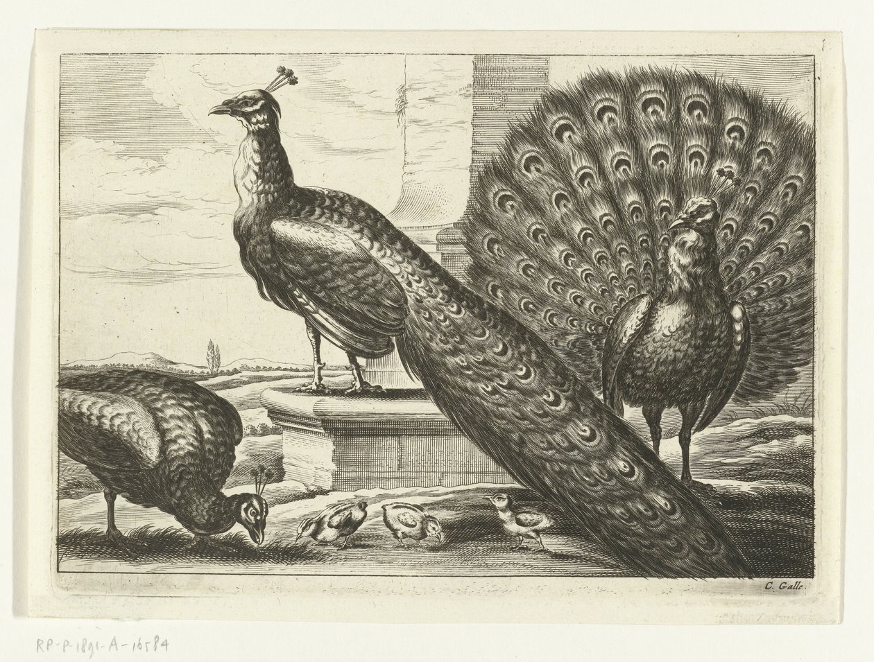 Pauwen door Peter van Liesebetten