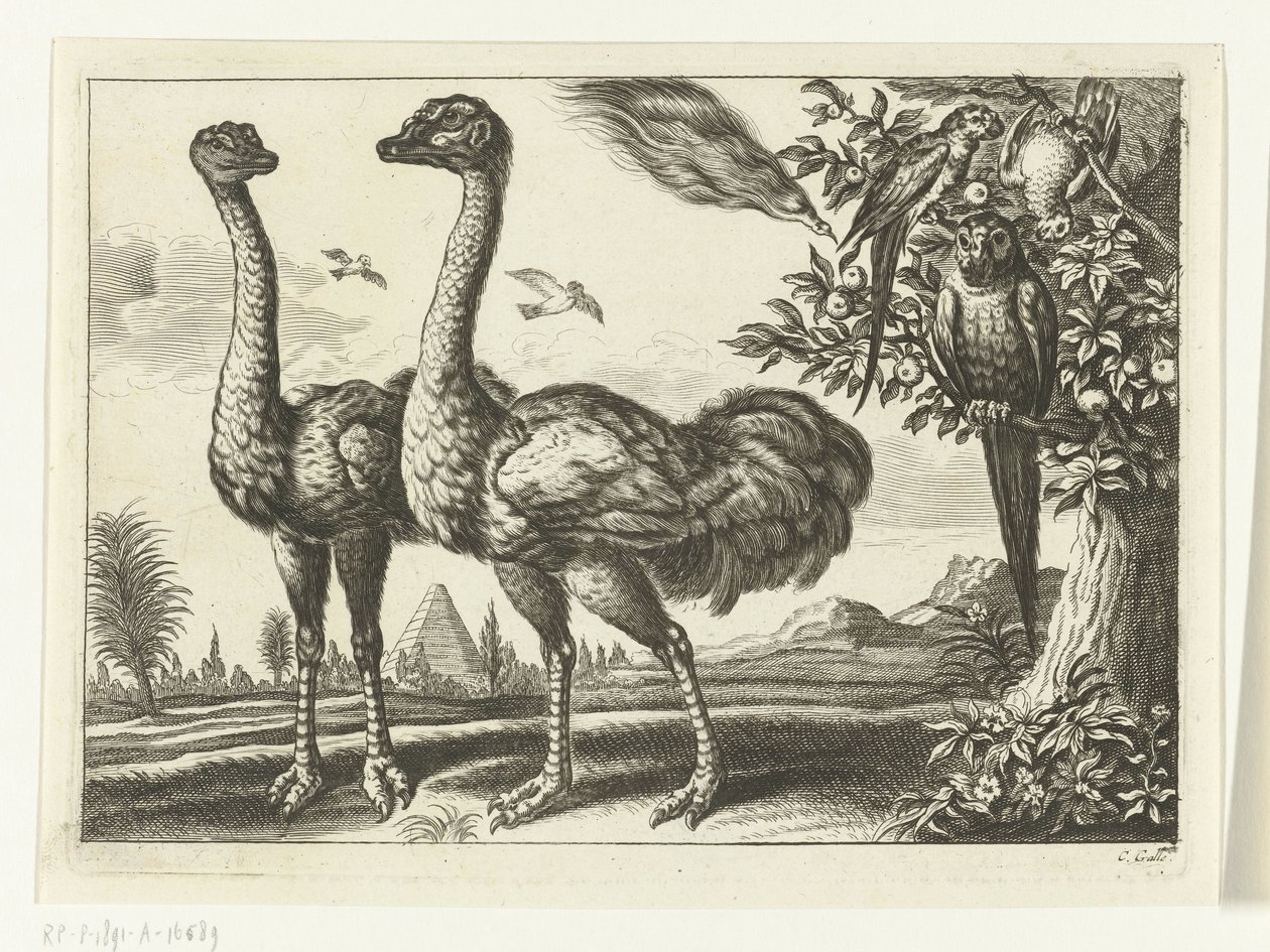 Twee struisvogels door Peter van Liesebetten