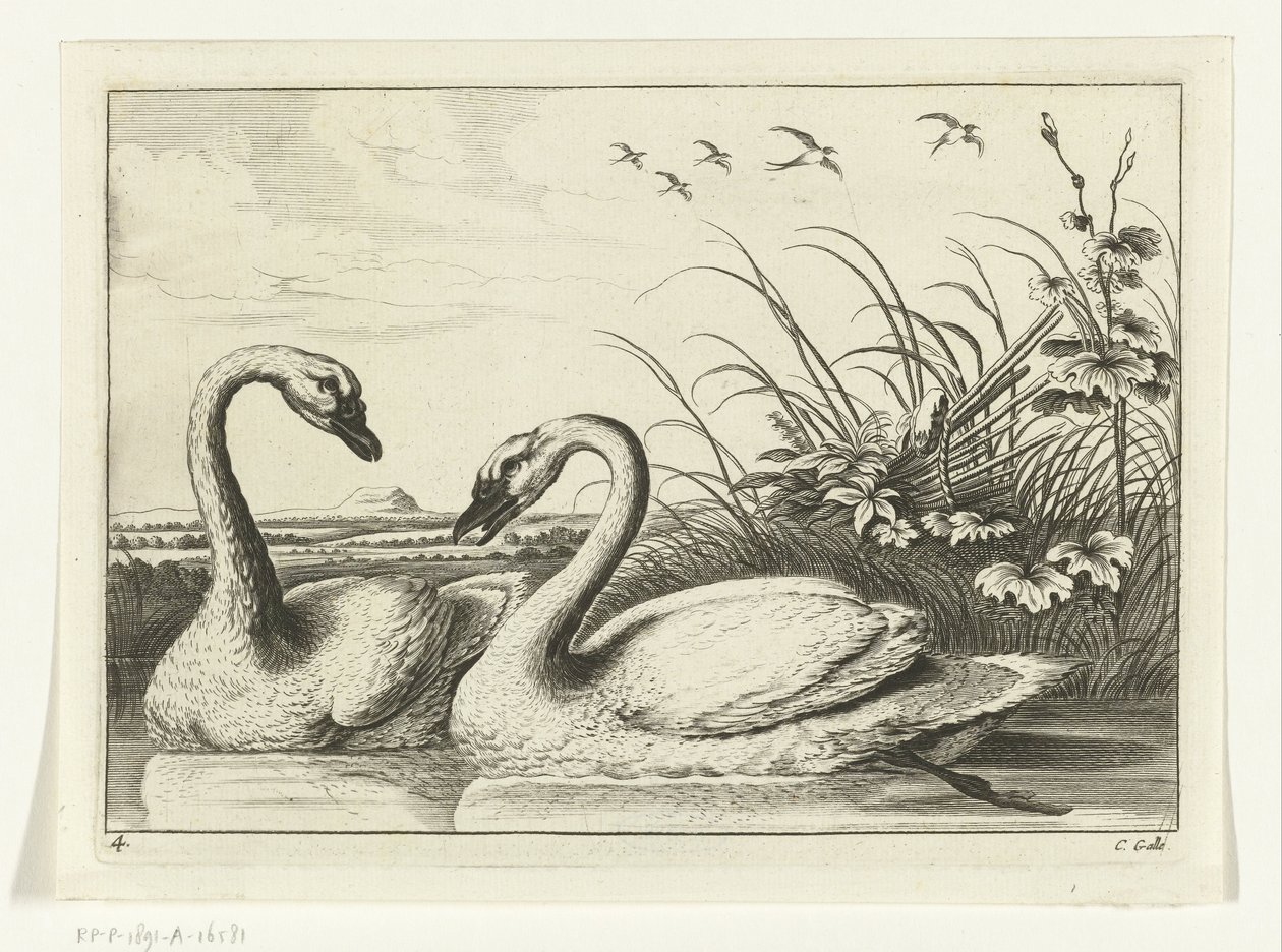Twee zwanen Verschillende vogels (series title) door Peter van Liesebetten