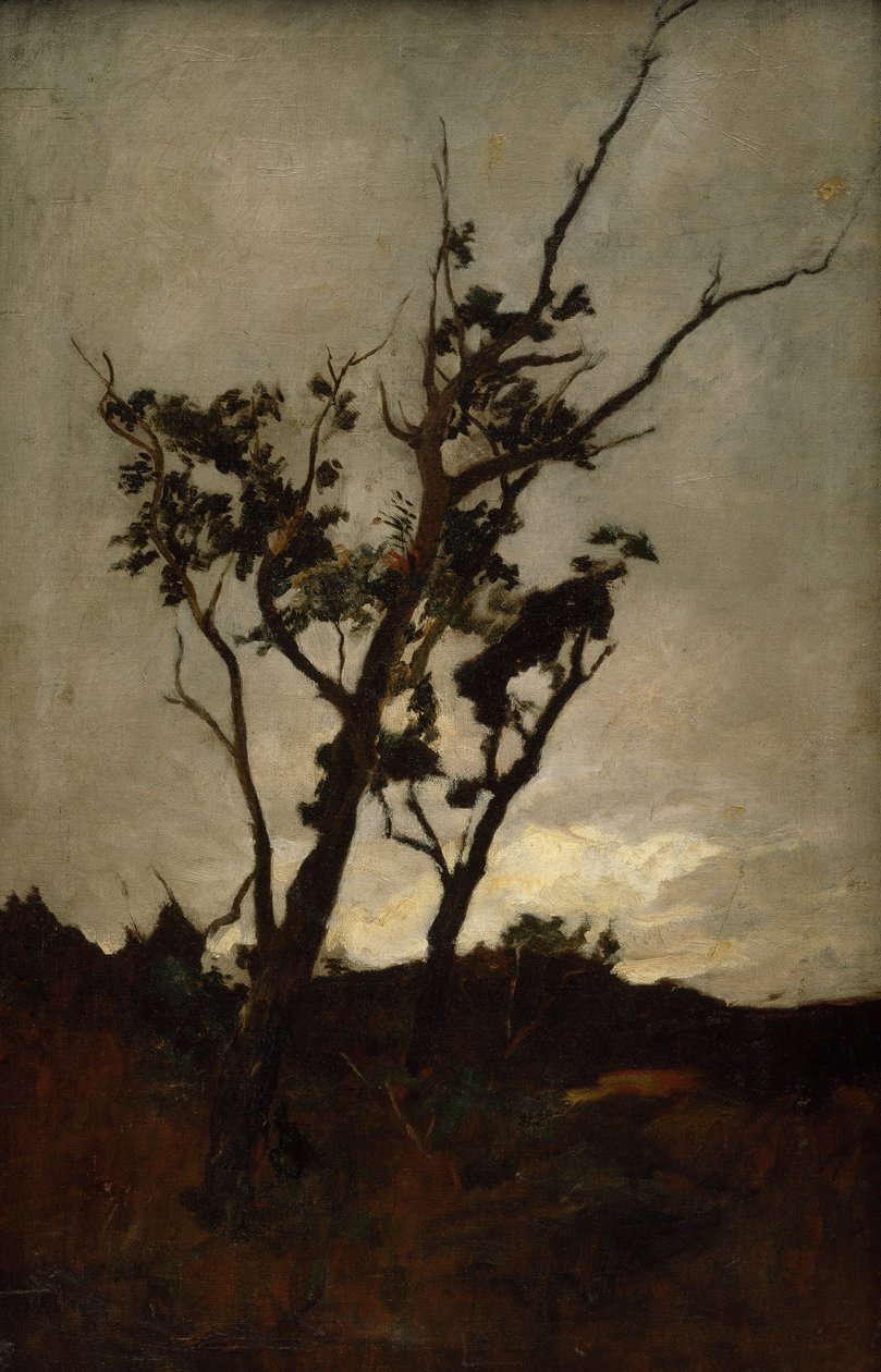 Boomstudie door Petrus van der Velden