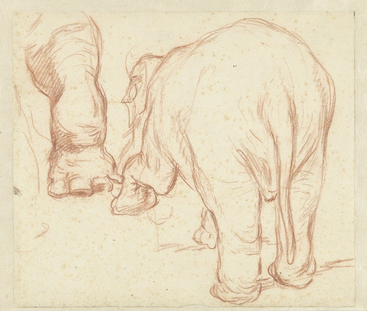 Staande olifant, van achteren, en een poot door Petrus Camper