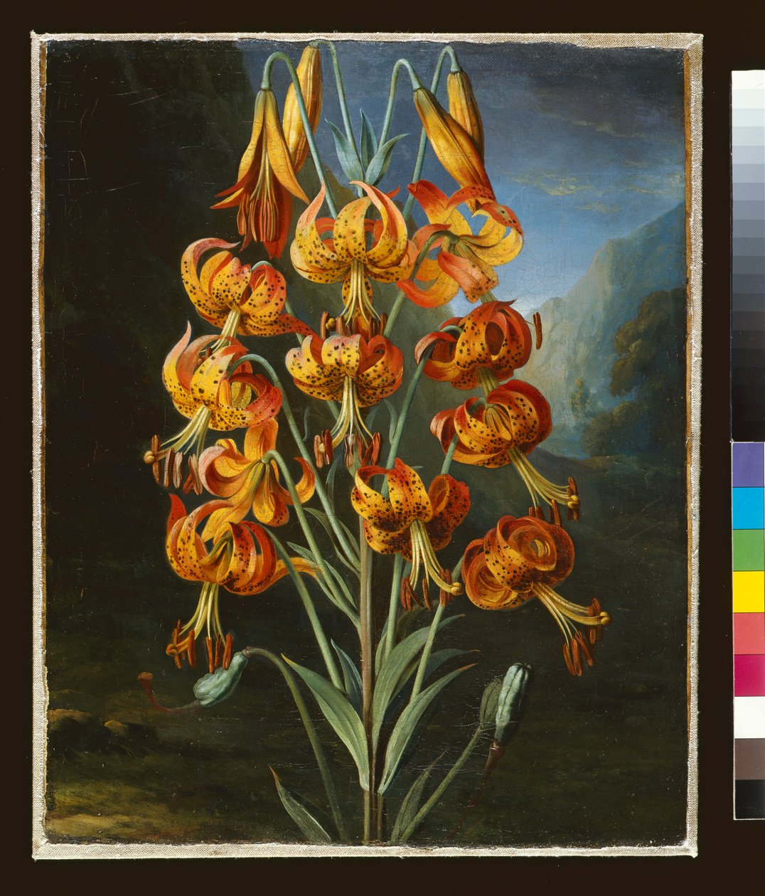 Lilium Superbum, geschilderd voor R. J. Thorntons `Temple of Flora, ca. 1798 door Philip Reinagle