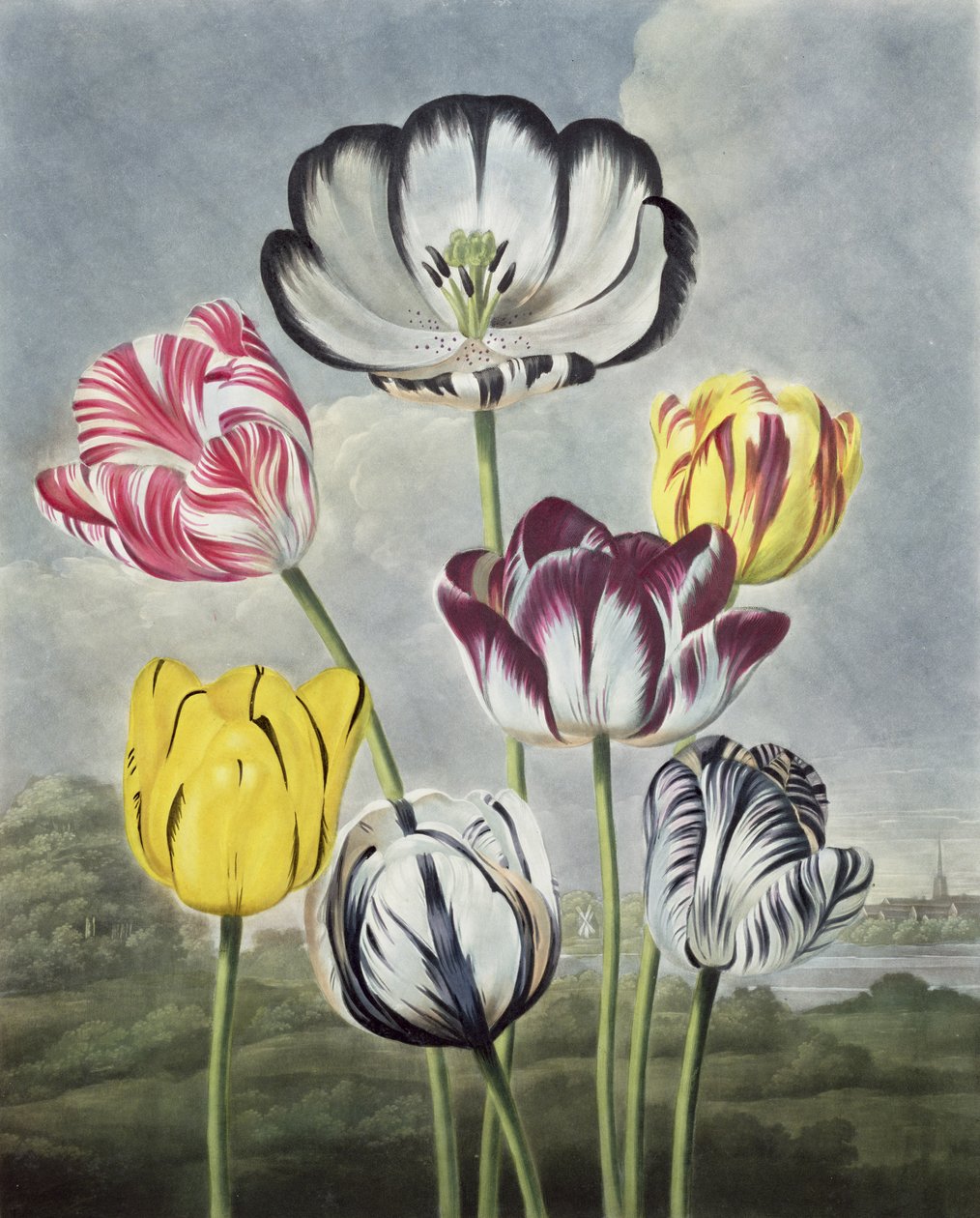 Tulpen, gegraveerd door Earlom, uit 