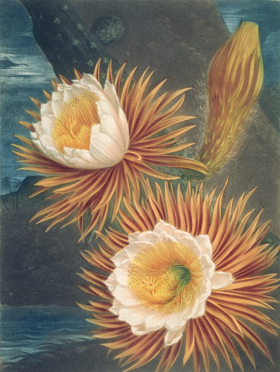 De Nachtbloeiende Cereus, uit De Tempel van Flora door Robert Thornton, gepubliceerd 1812 door Philip after Reinagle