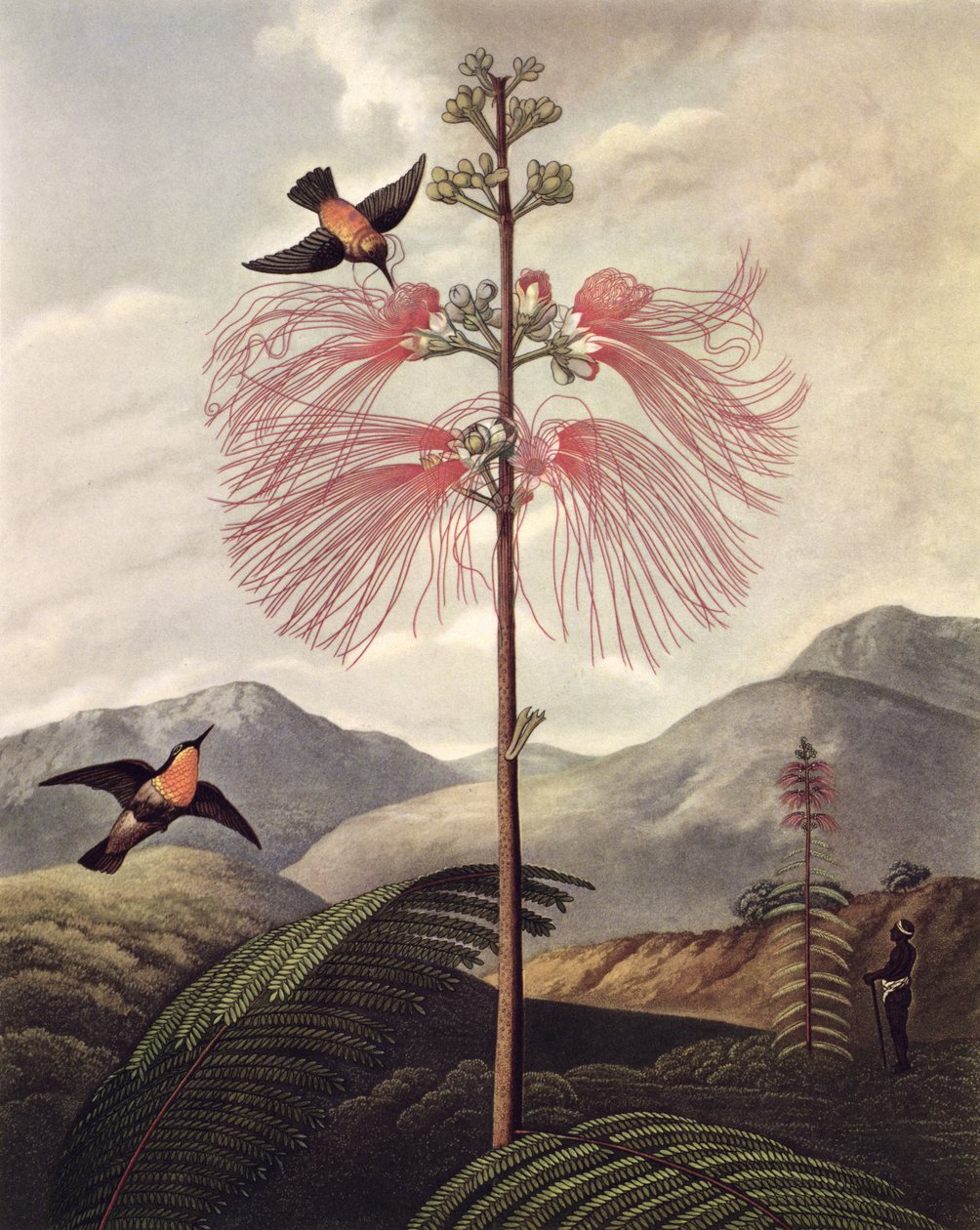 Grote Bloeiende Gevoelige Plant, gegraveerd door Thomas Medland (c.1765 – 1833), c.1799-1807 door Philip (after) Reinagle
