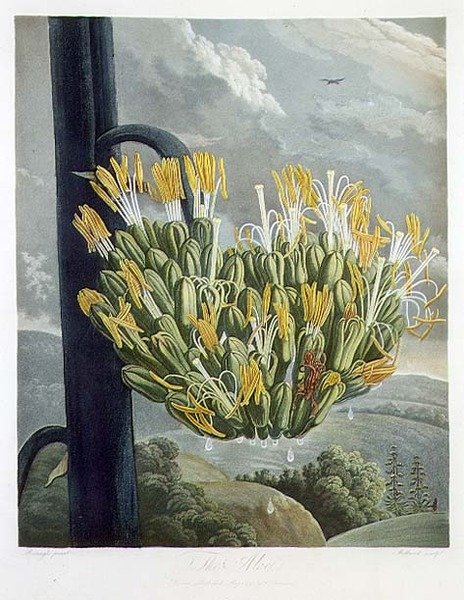 De Aloë, gegraveerd door Medland, uit 