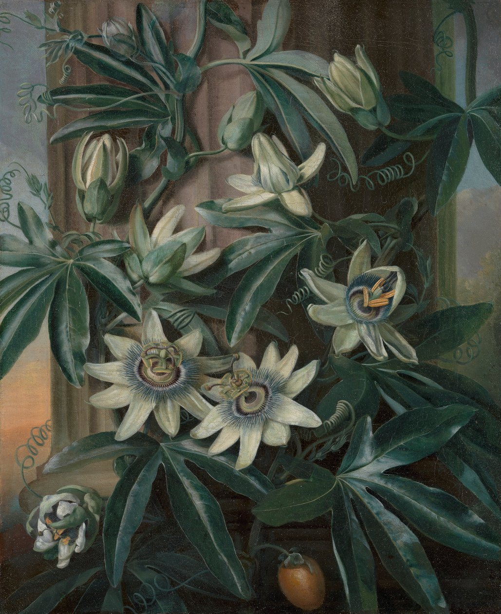 De Blauwe Passiebloem, voor Robert John Thornton