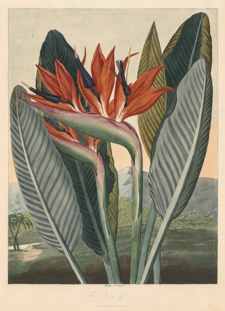 De Tempel van Flora; of Tuin van de Natuur: De Koningin Bloem door Philip Reinagle