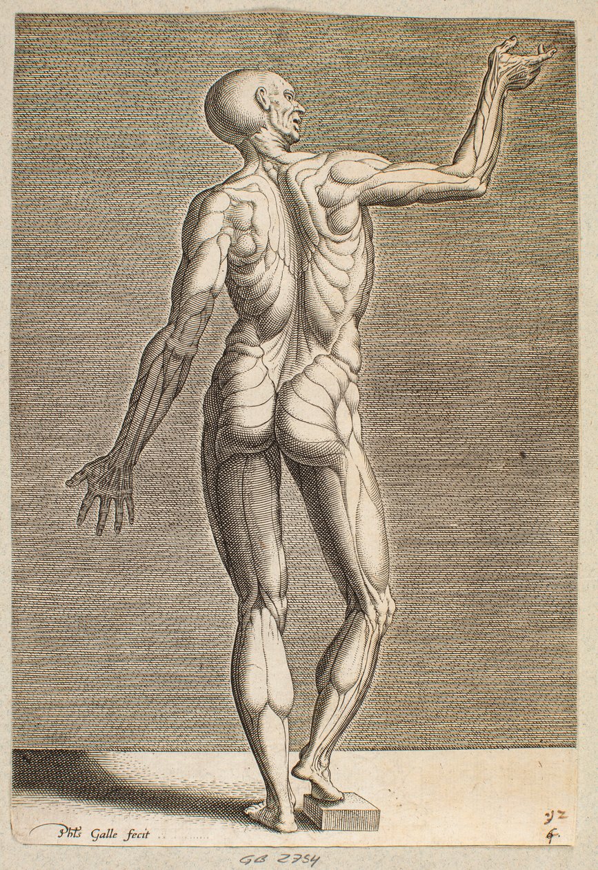 Studie van een menselijke figuur met blootliggende pezen en spieren, gezien van achteren door Philips Galle