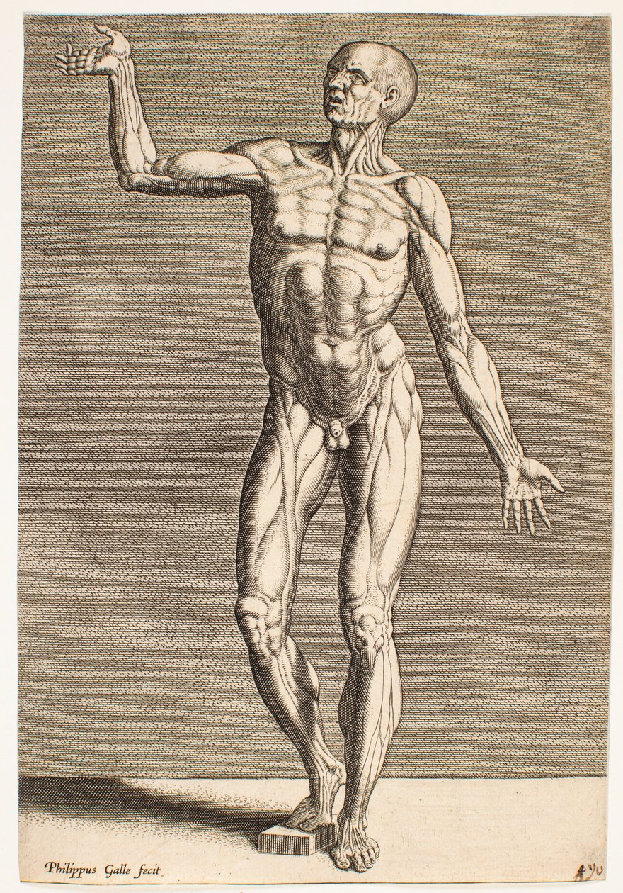 Studie van een menselijke figuur met blootliggende pezen en spieren, gezien van voren door Philips Galle