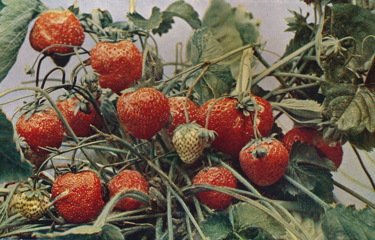 Aardbeien - John Kidd & Co. Ltd. door Photochrom Co Ltd of London