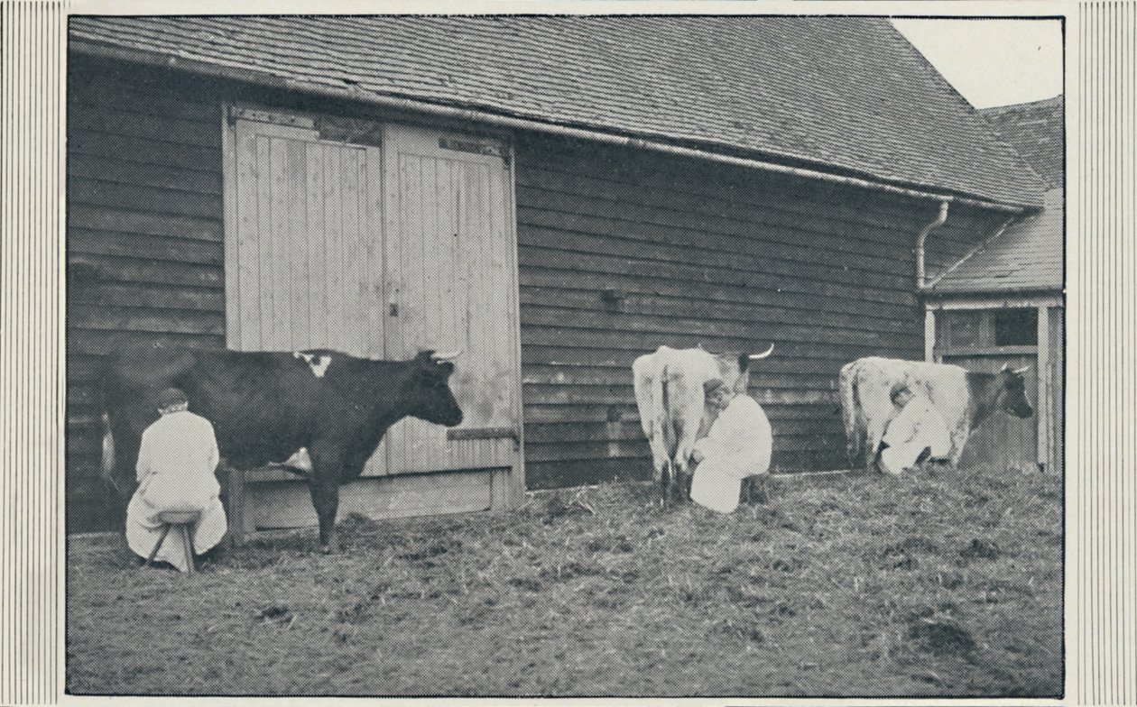Koeien melken, 1910 door Pictorial Agency