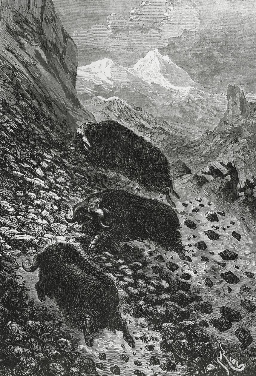 Muskusossen, houtsnede door Edouard Riou (1833-1900) door Blaise Nicolas Le Sueur