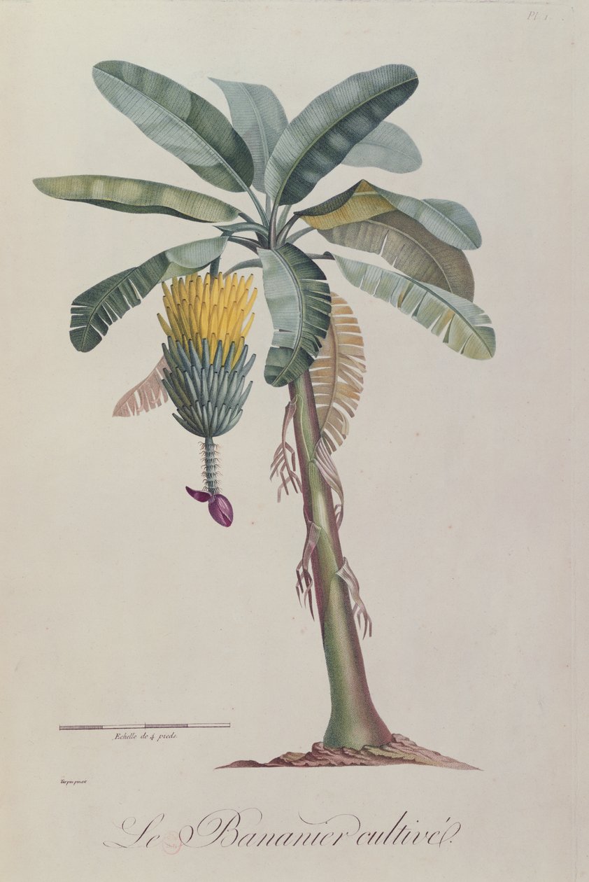 De Bananenboom, uit 